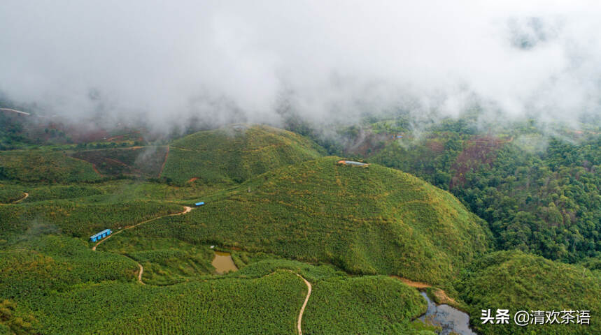 「春访茗山 寻味江湖」茗山兵器谱之“天机棒”—“霸主”布朗山