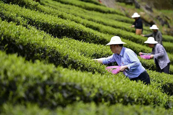 采到头春茶，就春风得意？闹呢！