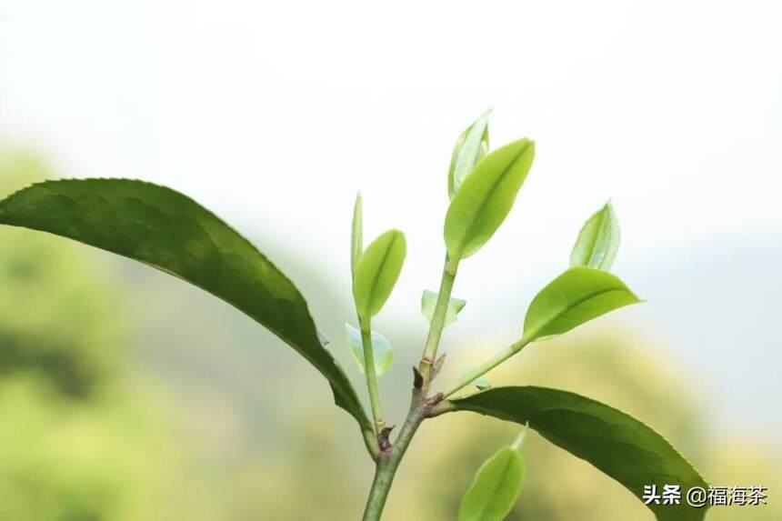 大郭说茶丨110.聊聊春茶的“鲜”