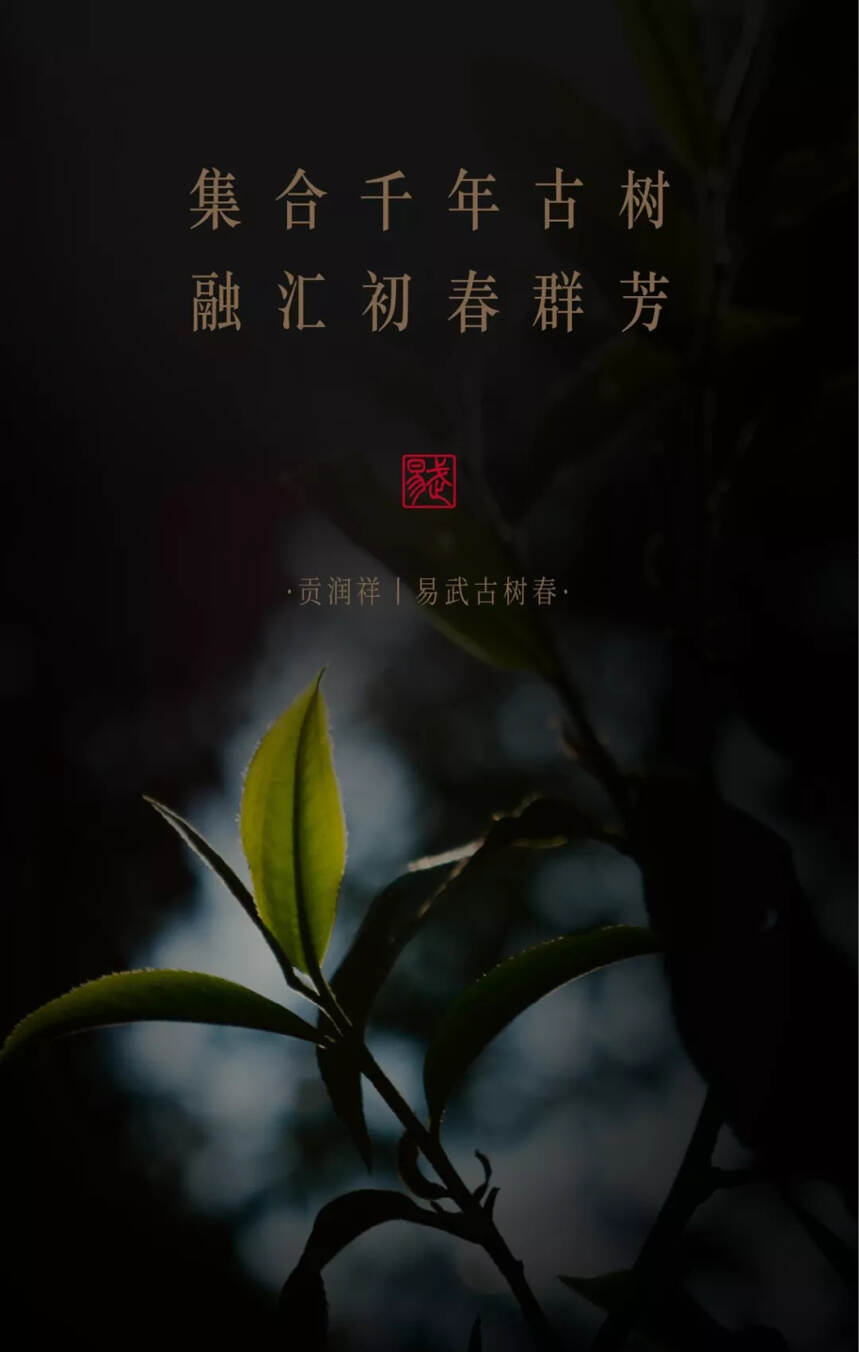 贡润祥“名山系列”首款巨作——易武古树春