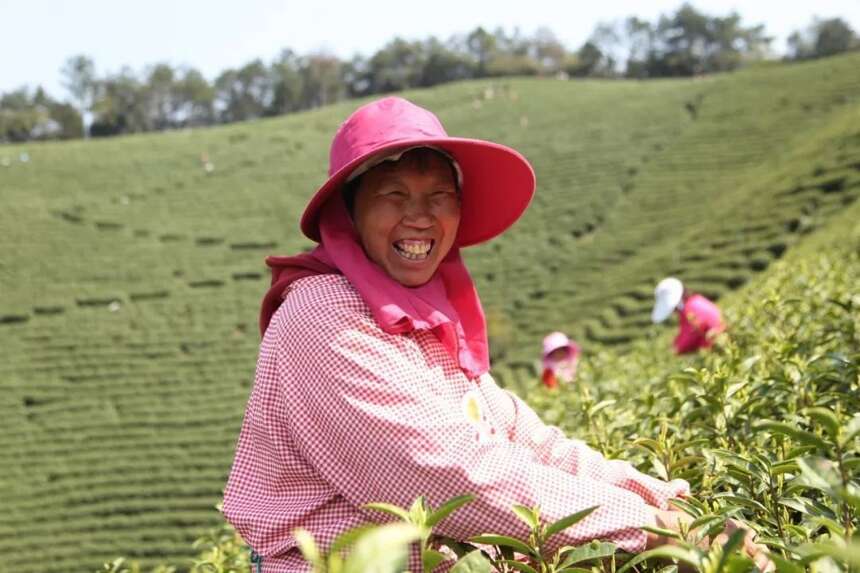 好山好水出好茶 龙王山牌安吉白茶开园上市