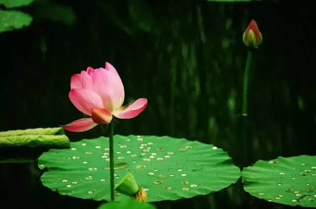 最江南莫过梅雨季 最对味莫过这盏茶