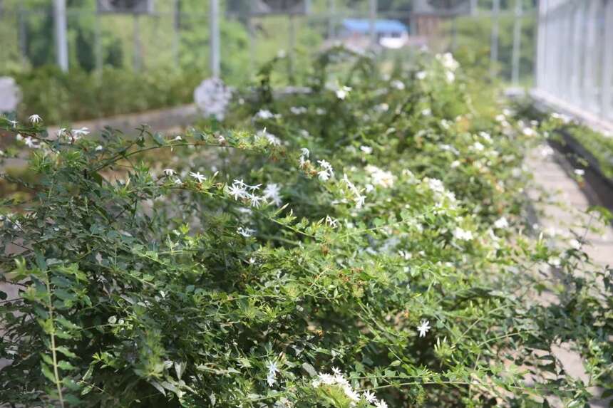 以茉莉花茶品牌建设助力乡村振兴｜策划人王博携手犍为茉莉花茶