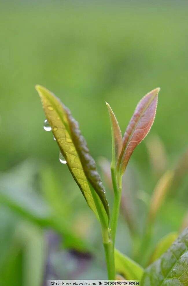 明太祖与蒙顶山茶