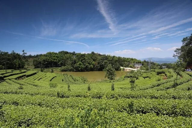 培育茶文化人才 四川宜宾在行动