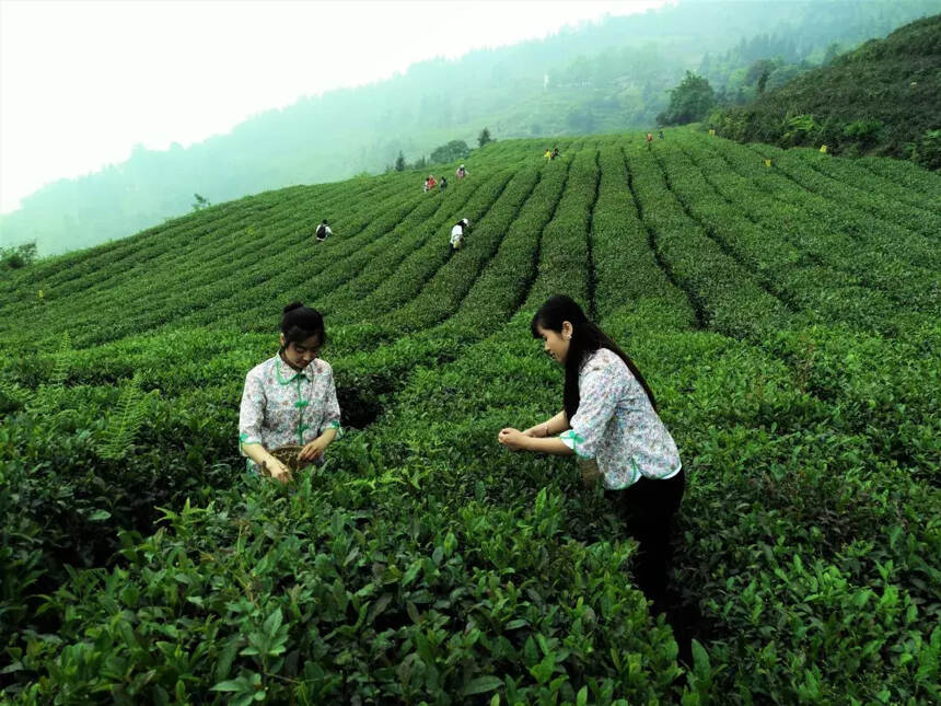 蒙顶山花间堂·茶马司