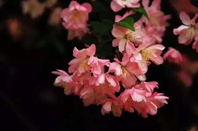 春暖了 花开了 茶香了