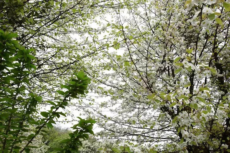 踏青 |来桃花树下摆茶席，赏花喝茶