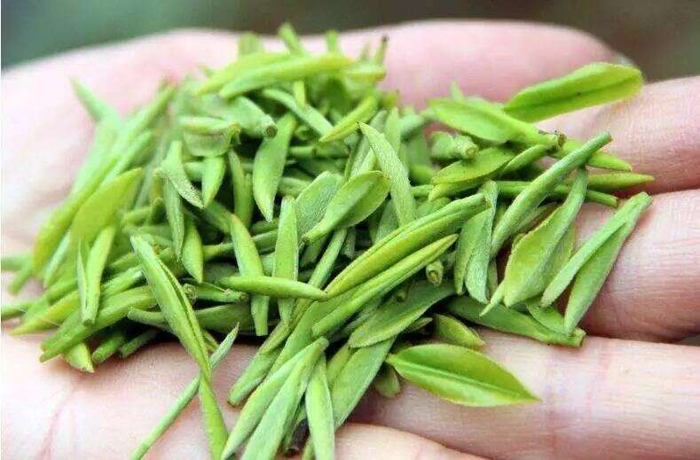 寻百年古茶树 品高山古羌茶——“北川苔子茶”鉴赏推介会在成都