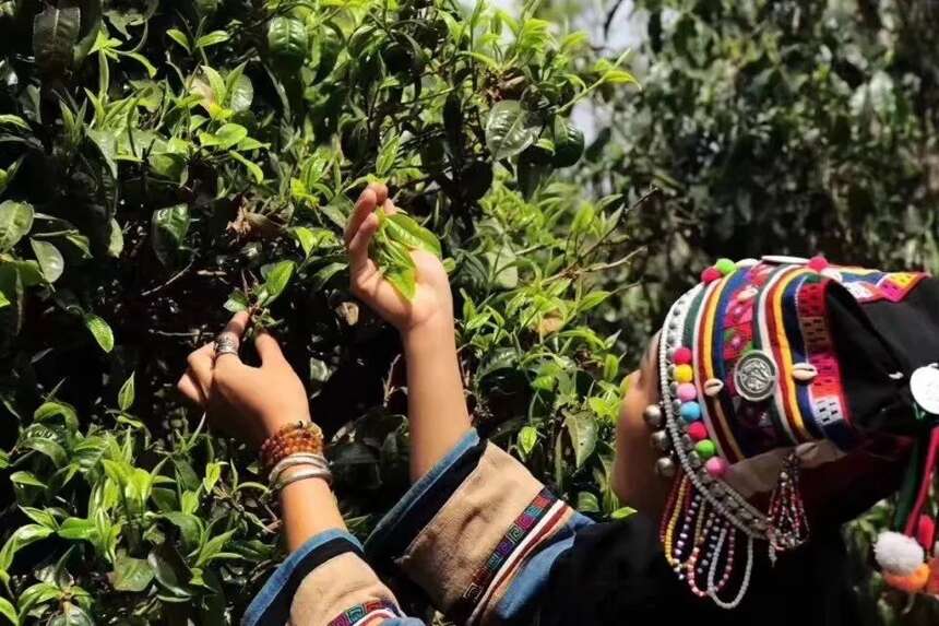 七万茶企，守护了一片大好河山