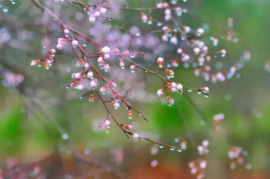 赏花、赏雨、赏春光，一起感悟春雨诗词之美