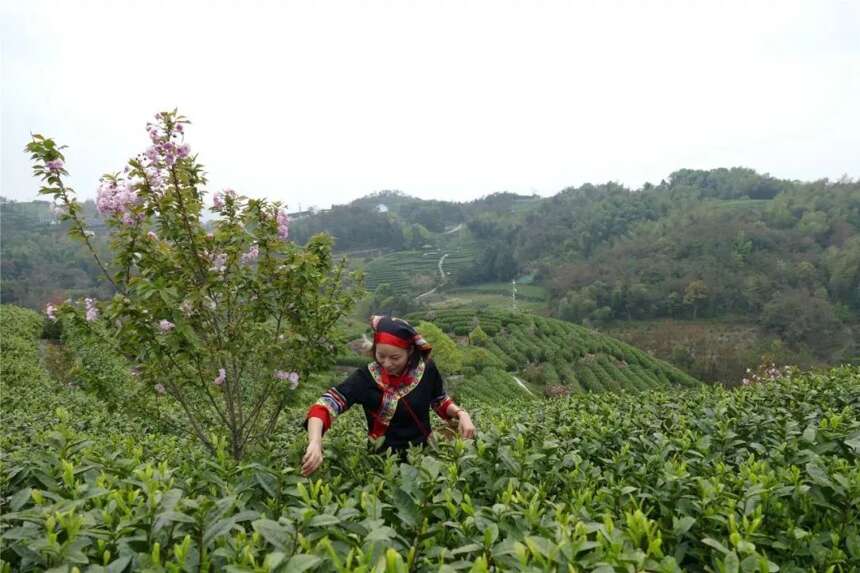 平阳黄汤|黄茶骄者，贡品茗茶，5月9-12日与您相约上海世博展览馆