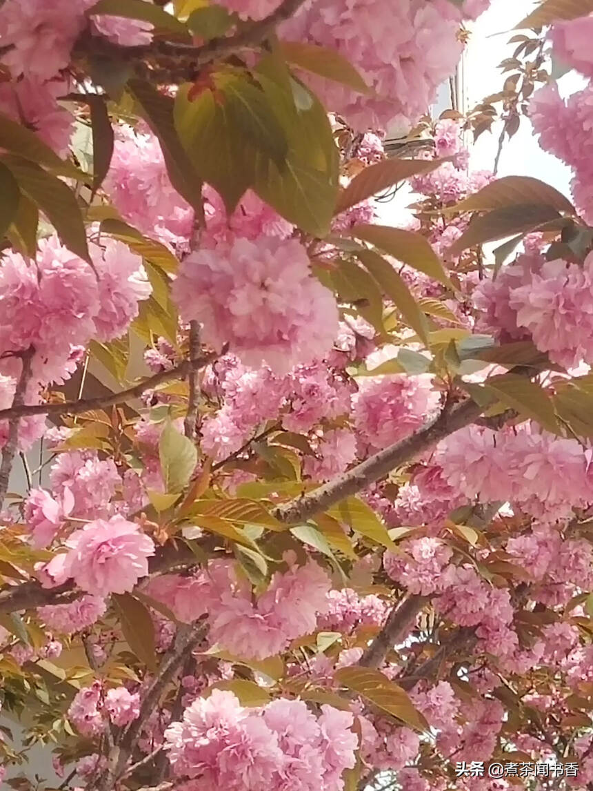 把花栽在心里的春天