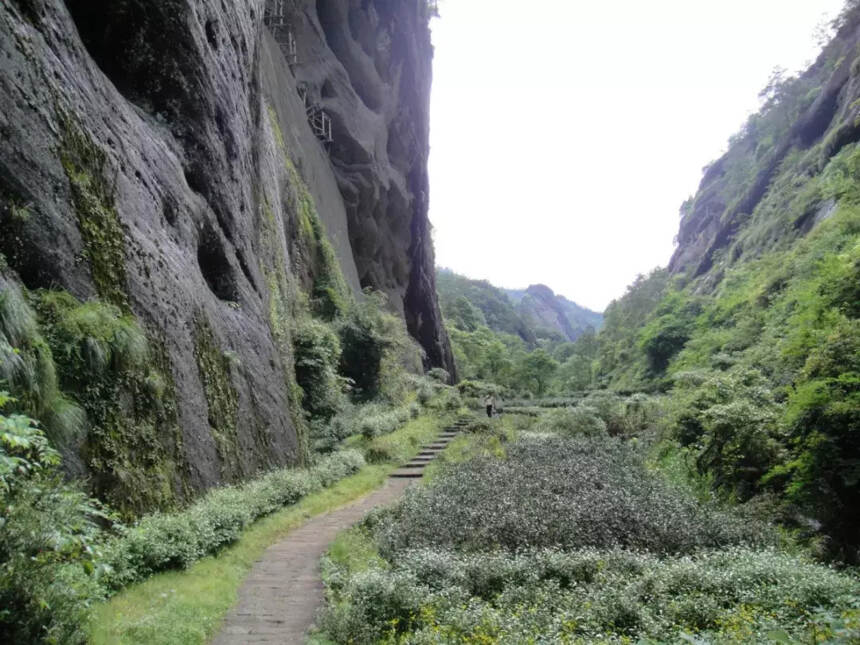 如何正确认识岩茶山场？