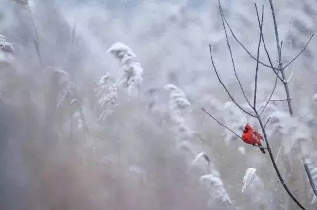 最美小雪诗词，陪你看雪到白头