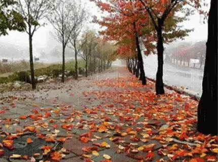秋雨无痕，太美了！