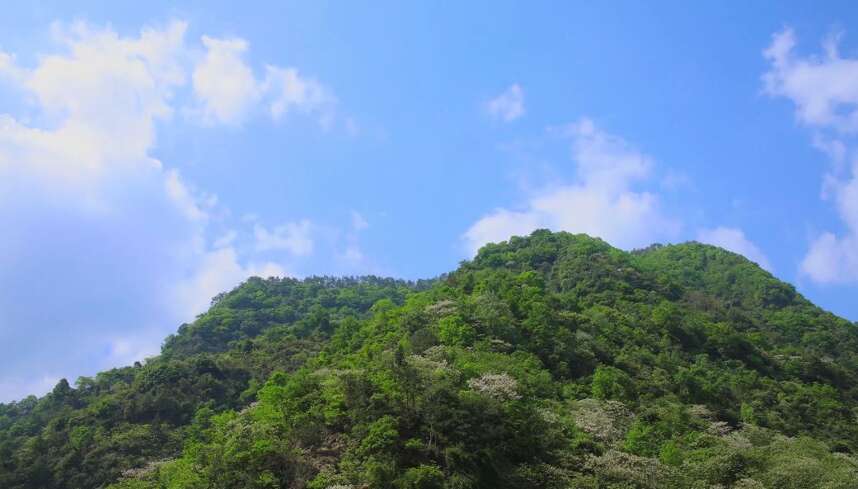 一个被茶山包围的四川最大的攀岩基地——江油江子崖