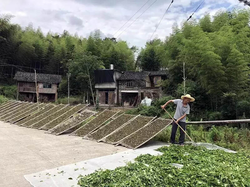 山之巅，林之间，有一片你我心中向往的梦田