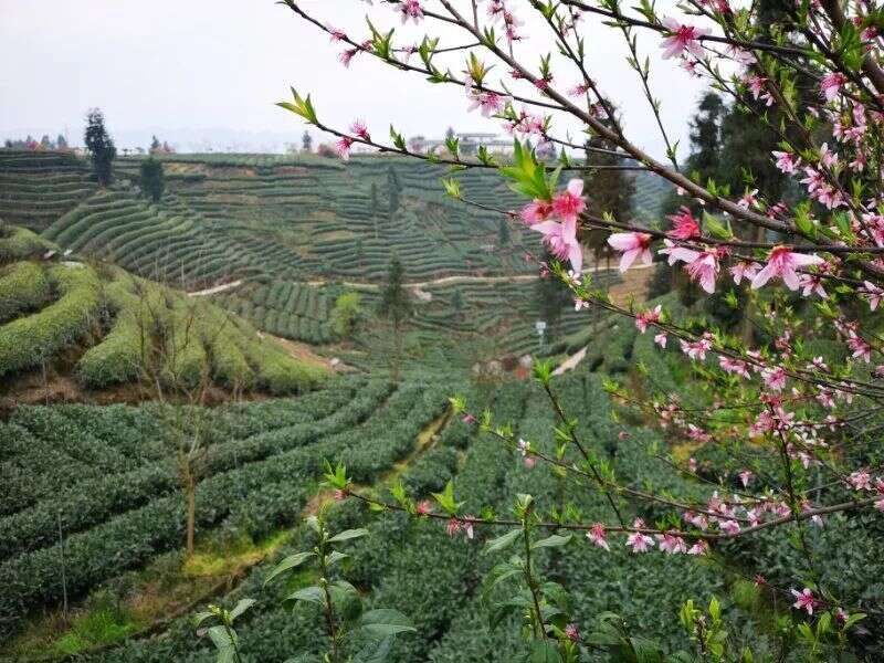 来自全国各地茶友朝拜世界茶文化圣山蒙顶山