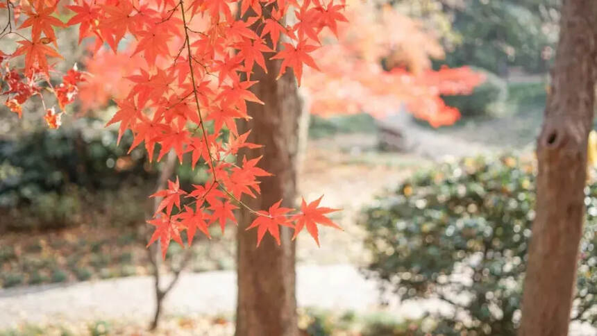 落叶无声，秋意渐浓