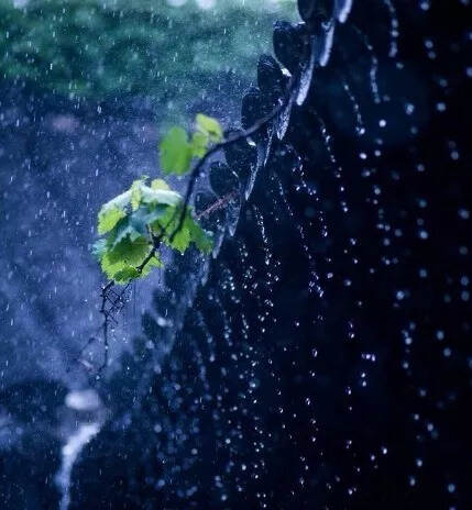 立秋 | 一叶知秋秋已至，一室茶香香安神