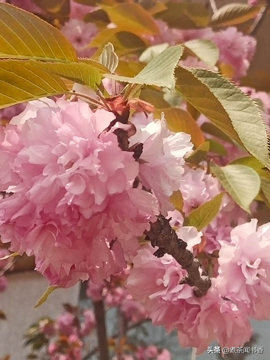 把花栽在心里的春天