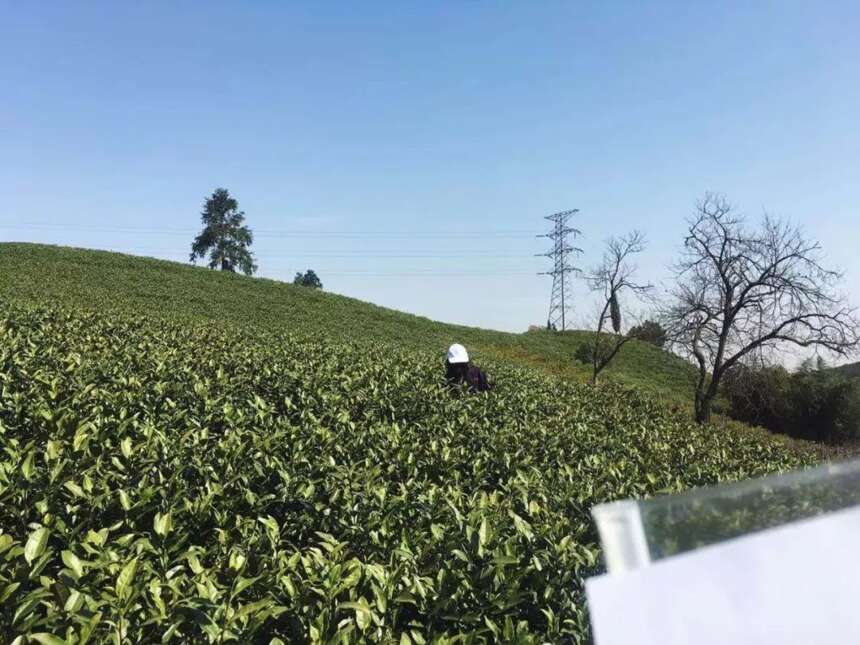 好山好水出好茶 龙王山牌安吉白茶开园上市