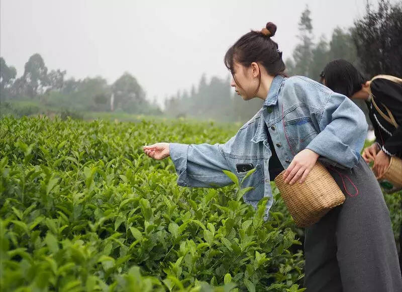 茶旅世界｜牛碾坪万亩观光茶园