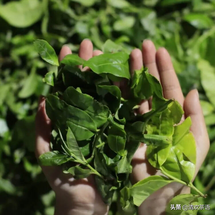 连普洱茶保质期问题都搞不清楚，还标榜自己是忠实粉丝？