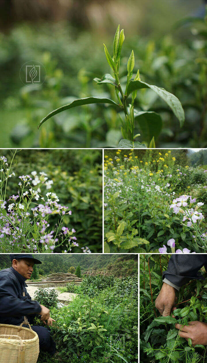 春茶丨机制茶的宿命，黄山毛峰