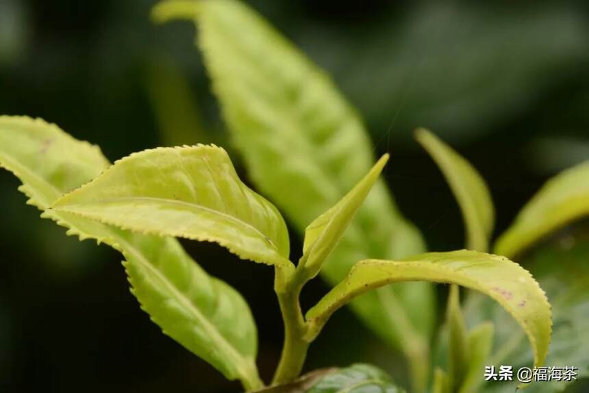 大郭说茶丨73.春茶为何让人如此着迷