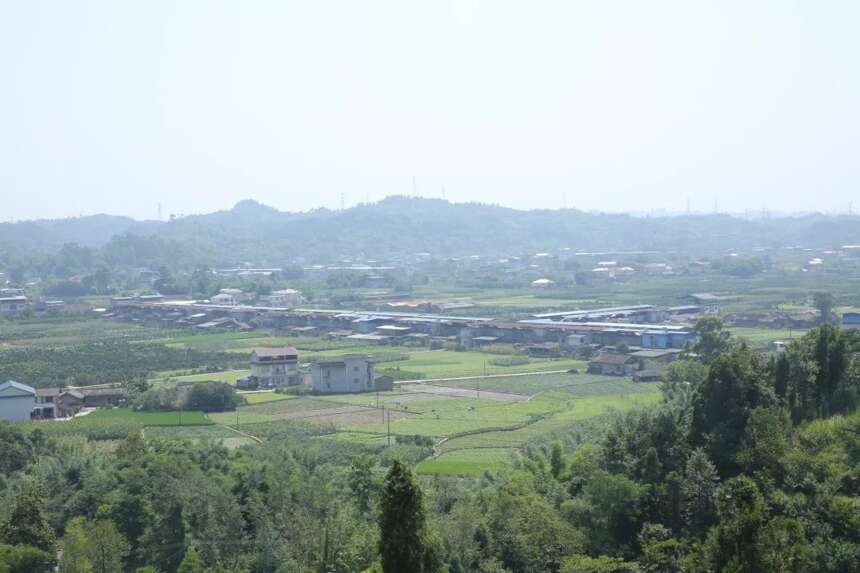 以茉莉花茶品牌建设助力乡村振兴｜策划人王博携手犍为茉莉花茶