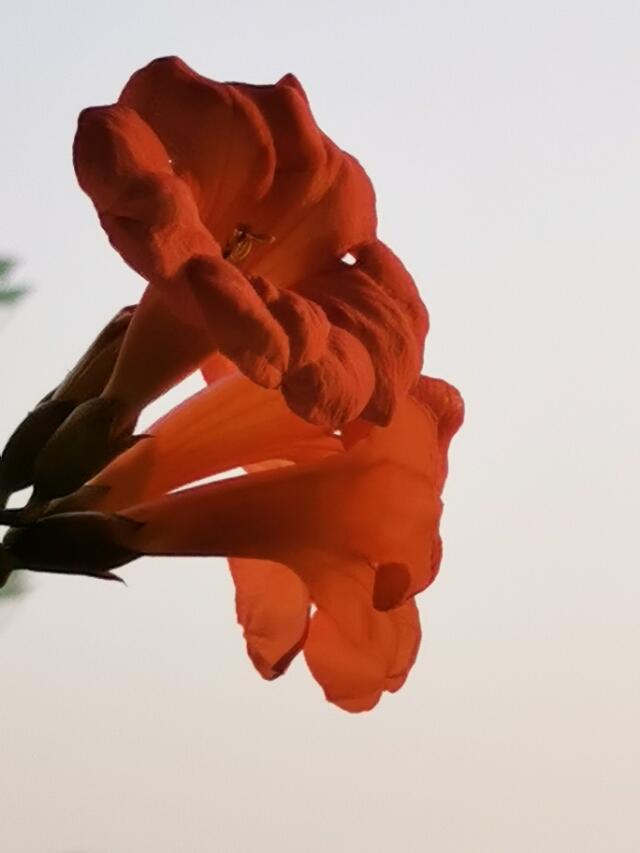 飘逸的凌霄花