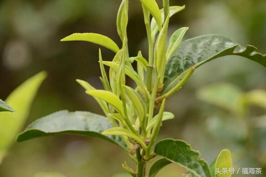 大郭说茶丨18.普洱茶的等级与品质