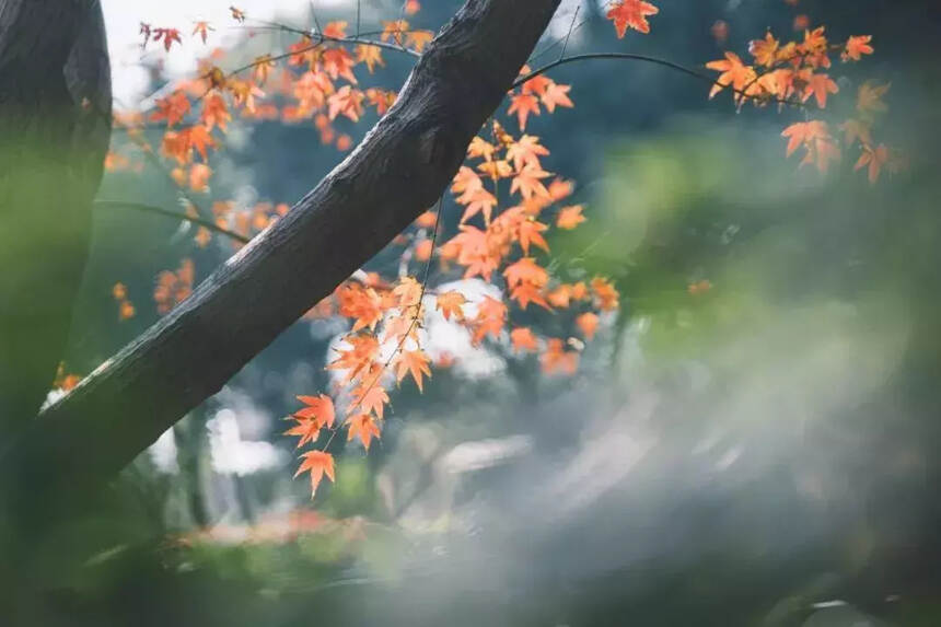 秋叶那么美，谁还看花……