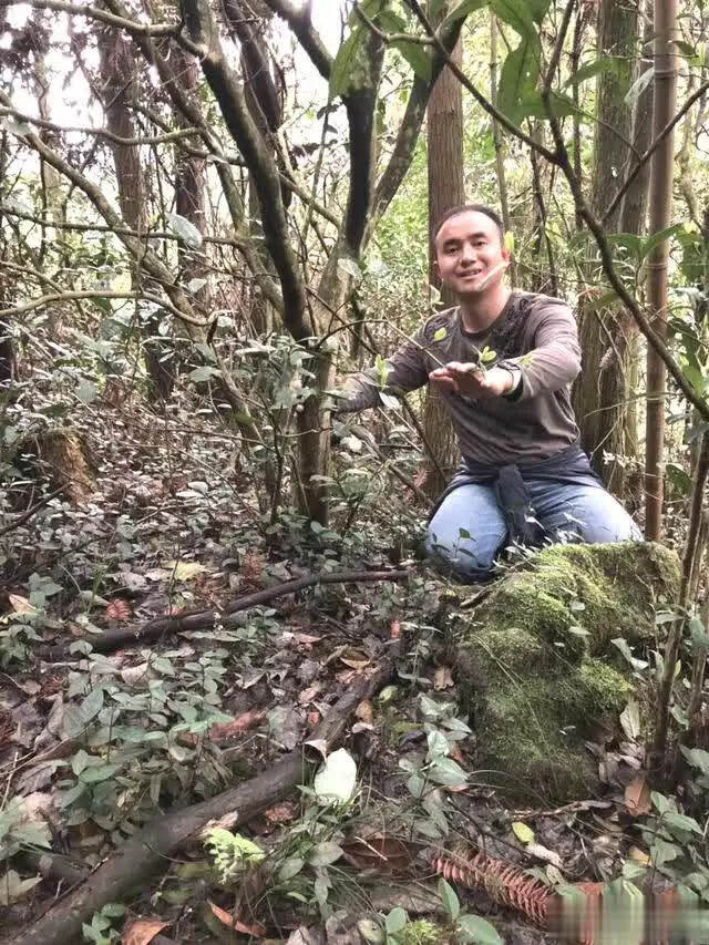 “神秘悬崖 传奇野茶”明日成都亮相