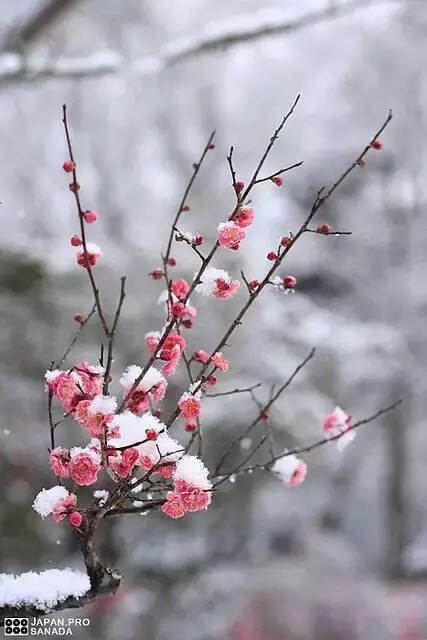 难得一见的雪中花，美到心醉！