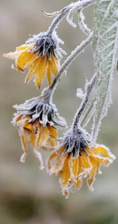 难得一见的雪中花，美到心醉！