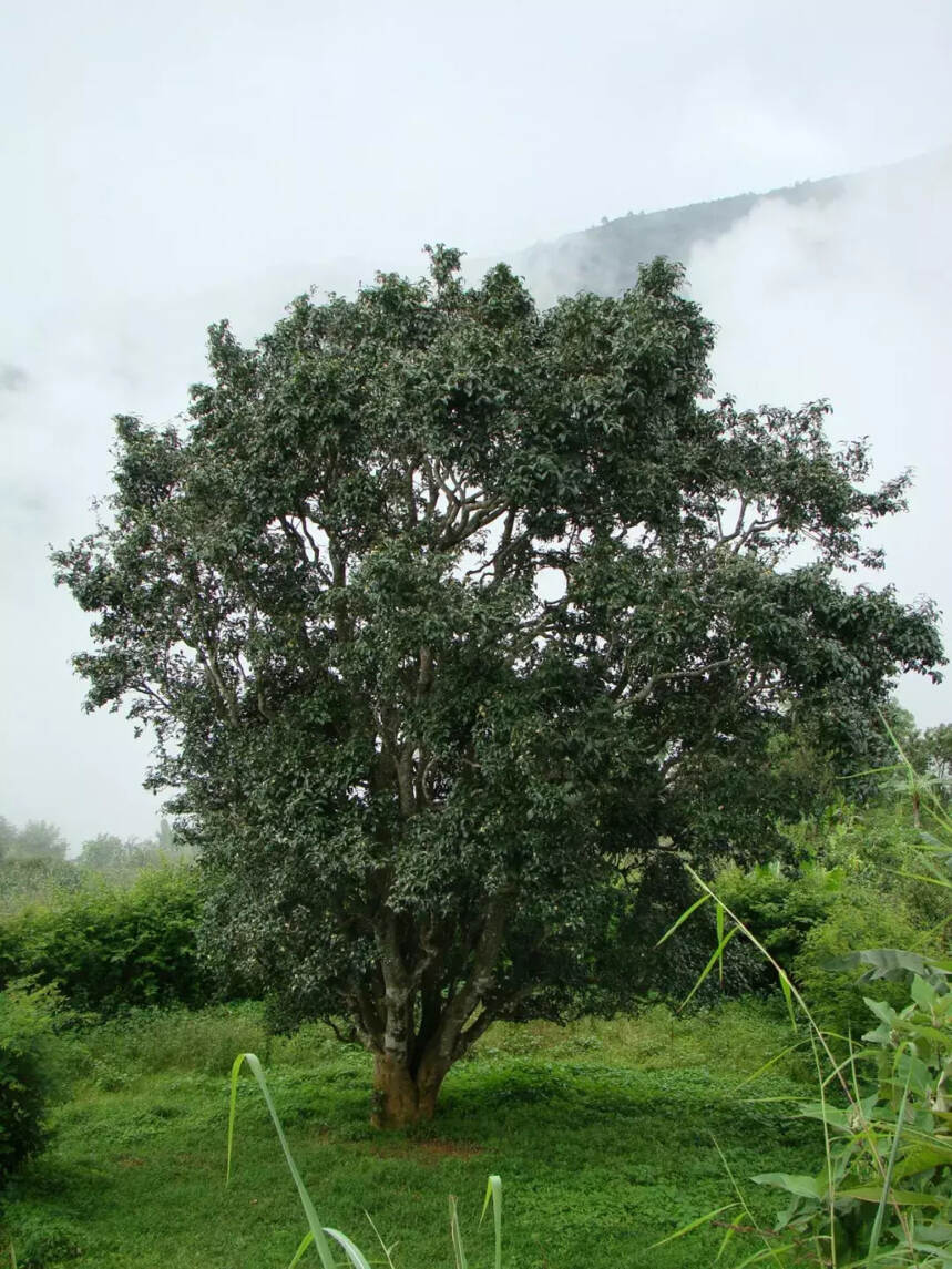 云南省推出最严规划最硬执法最实举措 全力保护古茶山古茶树资源