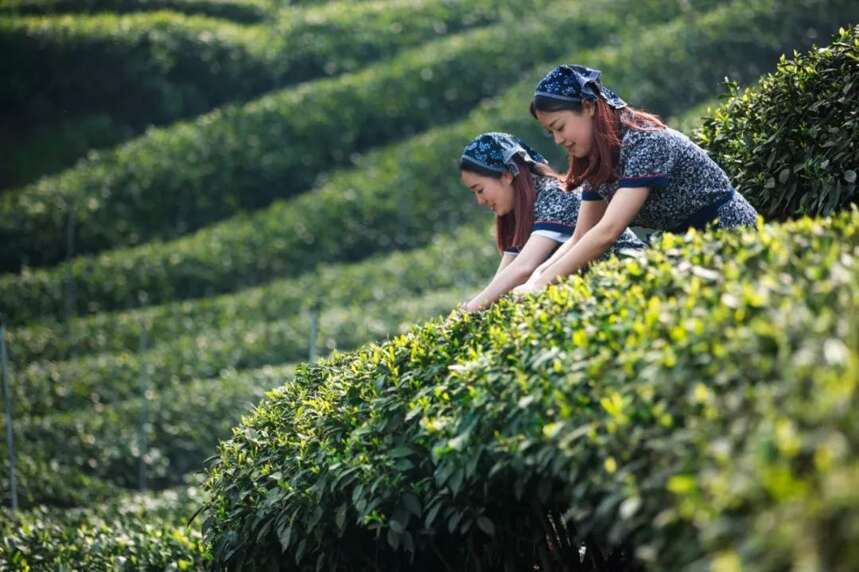 草长莺飞 春暖花开 名山景区相继开园