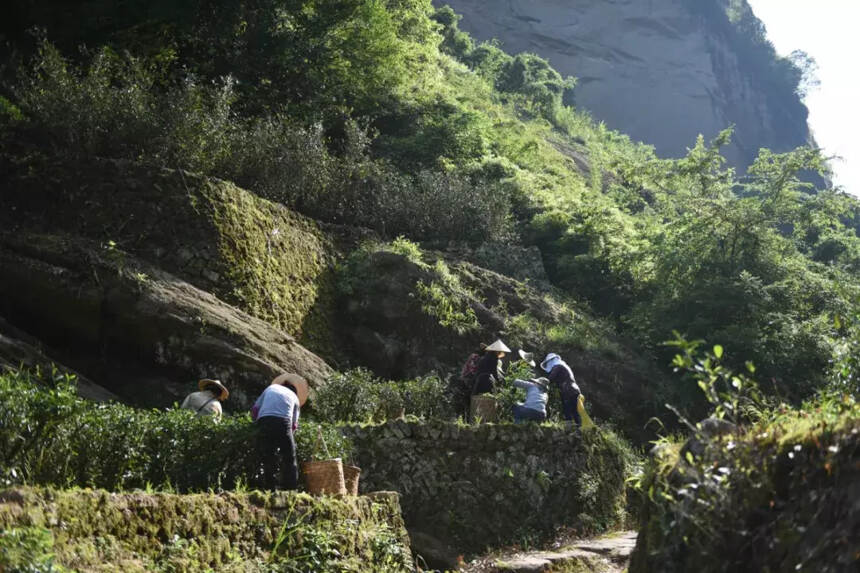 如何正确认识岩茶山场？