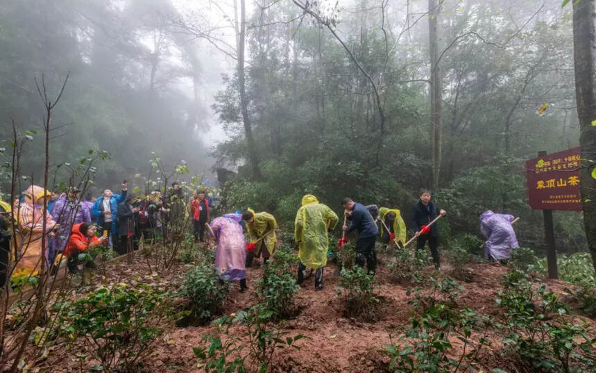 蒙顶植茶 致敬茶祖