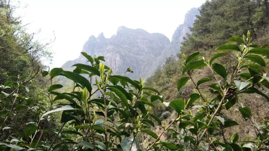 茶旅融合，歙县三阳镇举办旅游与大方茶发展研讨会