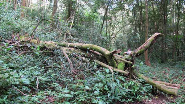 茶山介绍：勐海巴达古茶区：章朗古树茶