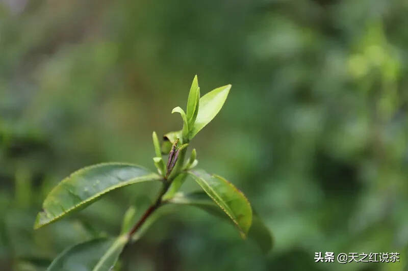 不饮春茶，怎知春光至？