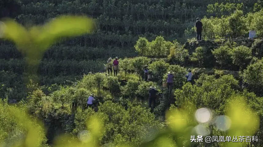 凤凰单丛茶的季节性