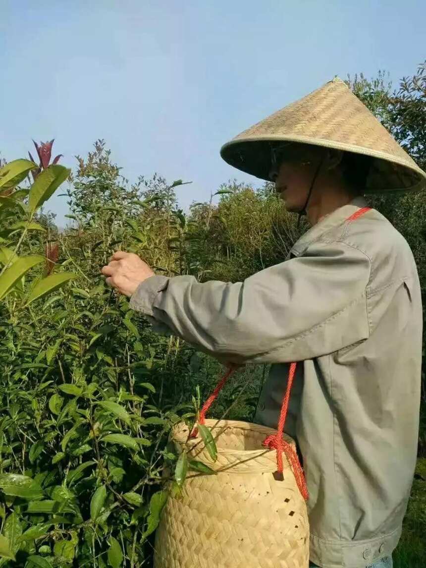 都道好茶难寻，这里却有6000亩生态白茶园等人认领