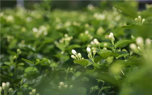 只闻花香不见花，这茉莉花茶怕是暗藏玄机？