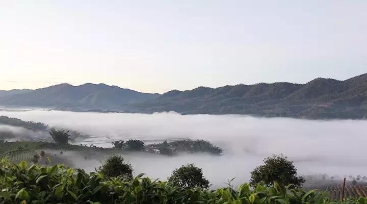 有机茶对产地的环境要求