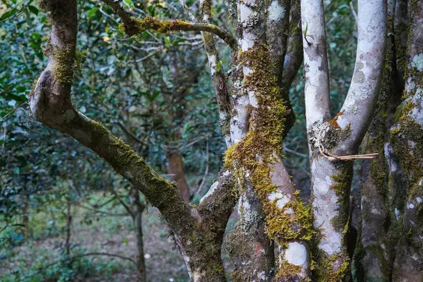 你对古树茶和台地茶都了解吗？